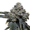 Gorilla Cheese seeds