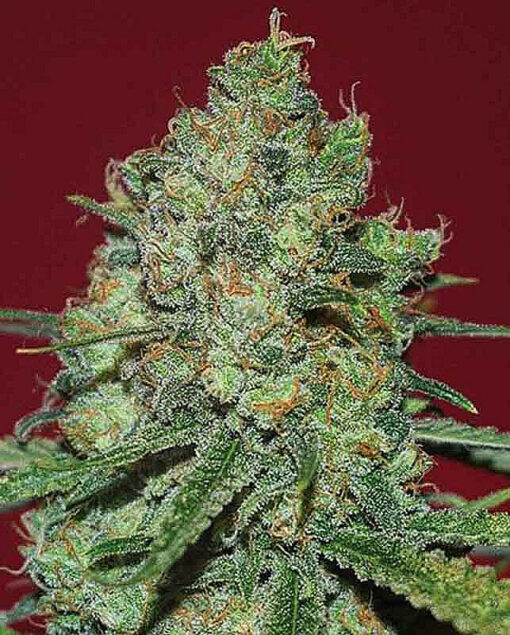 Clinical White CBD Seeds