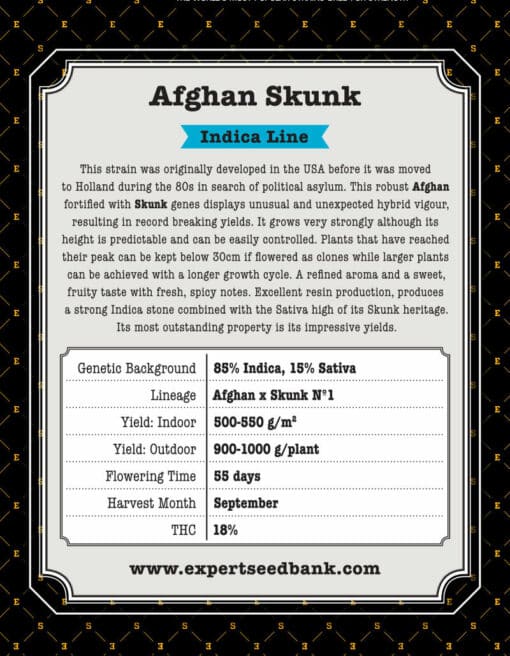 Afghan Skunk