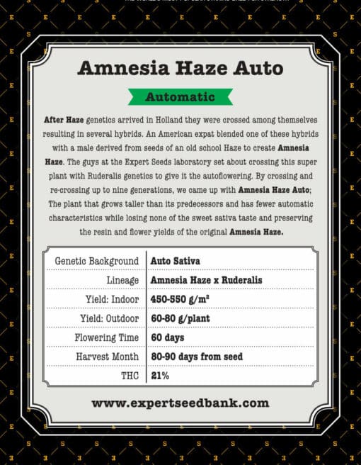 Amnesia Haze Auto