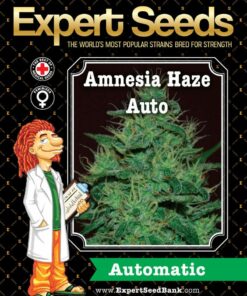 Amnesia Haze Auto