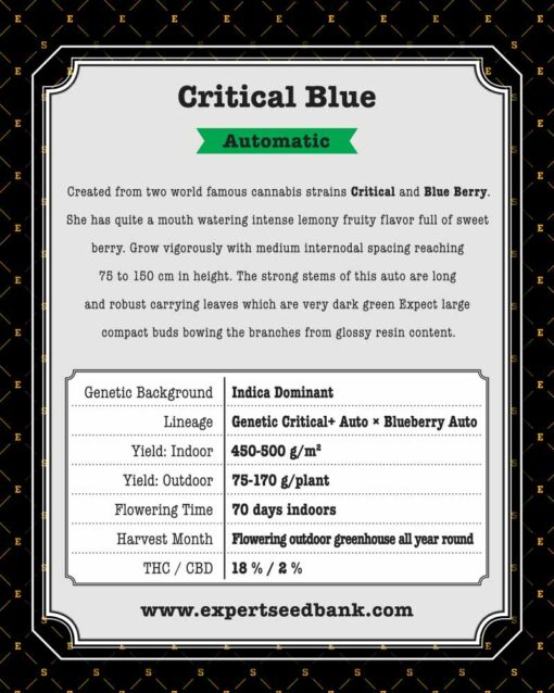 Critical Blue Auto