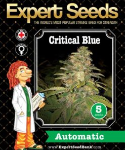 Critical Blue Auto