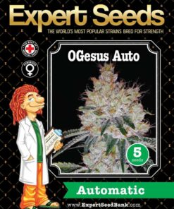 OGesus Auto