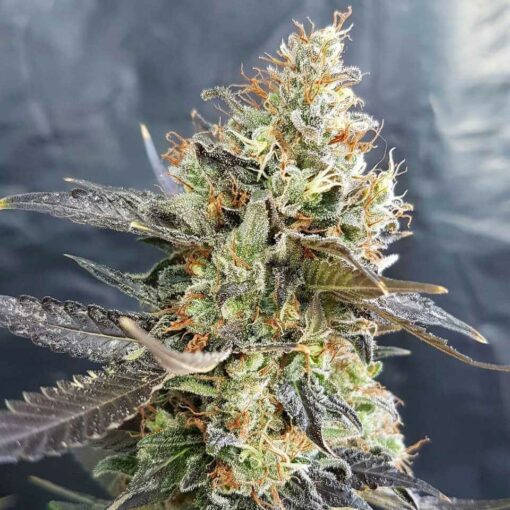 Candyland Seeds