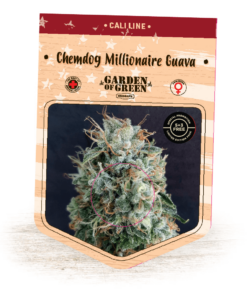 Chemdog Millionaire Guava Bulk