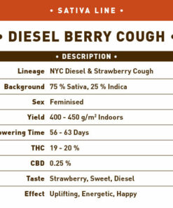 Diesel Berry Cough