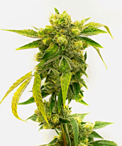 Black Domina Seeds