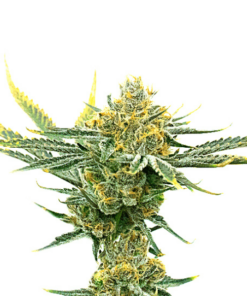 Critical Kush Seeds
