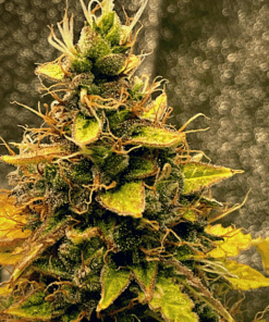 Lemon Kush Seeds