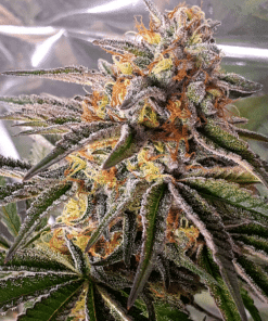 Mazar Seeds