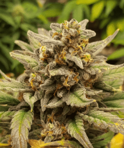 Moby x Do-Si-Dos Seeds