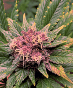 Panama Seeds
