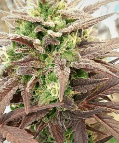 Platinum Bubba Seeds