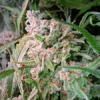 Star Killer x Do-Si-Dos Seeds