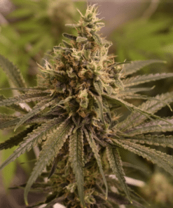 Sour Skies Seeds
