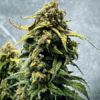 Alien Technology Regular Seeds