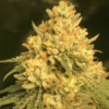 Amnesia Lemon x Cake Boom Reg Seeds