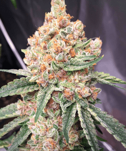 BlackBerry Auto Seeds Product