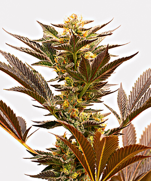 Blue Fruit Auto Seeds