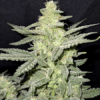 Blueberry Kush Regular Seeds