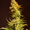 Colombian Gold Auto Seeds