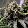 Chocolope Regular Seeds