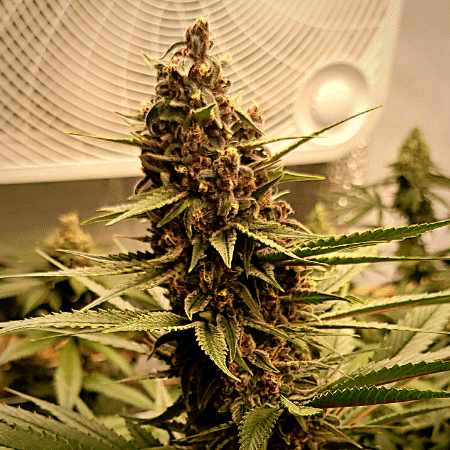 Devil XXL Auto Seeds