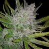 Master Kush Regular Seeds