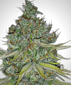 Mazar Auto Seeds