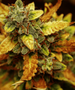 Mazar Regular Seeds