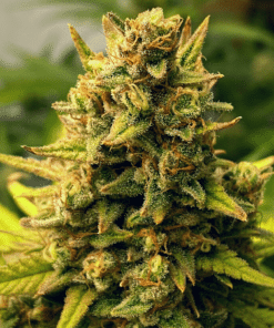 Nyc Diesel Regular Seeds