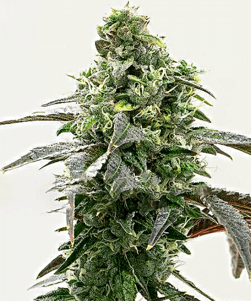 Strawberry Banana Auto Seeds