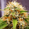 Triangle Kush Regular Seeds