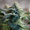 White Widow Regular Seeds