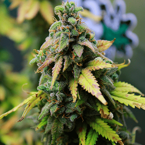 Cookies Amnesia