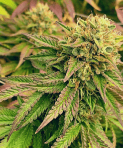 Gelato x Face OFF