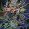 Rainbow Kush