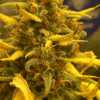 Rainbow Kush