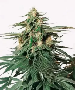 Auto amnesia haze F1 Seeds