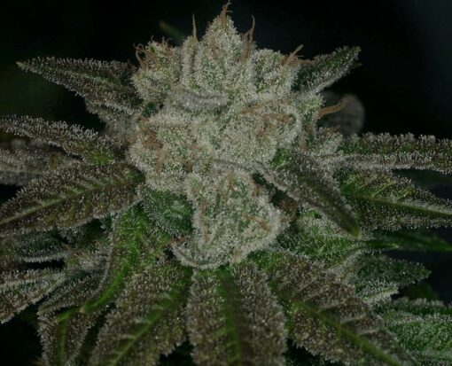 Rudeboi f1Feminized